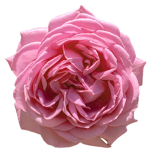 ピンク(紫系)のバラの花,薔薇（01160）