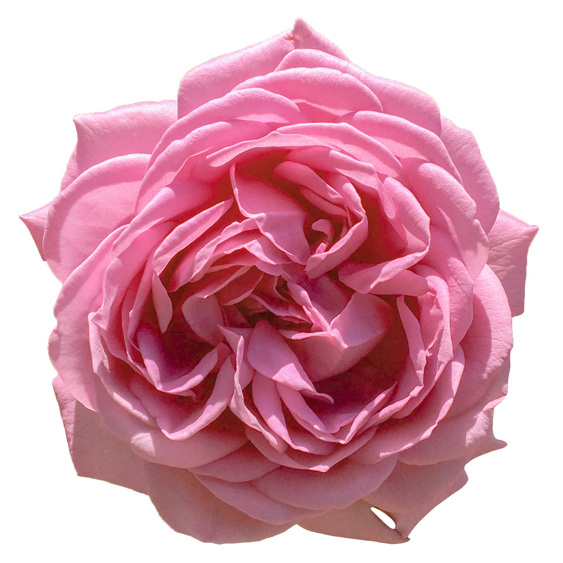 ピンク(紫系)のバラの花,薔薇（01160）