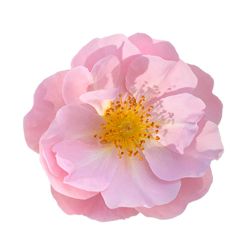 ピンクのバラの花,薔薇（01161）