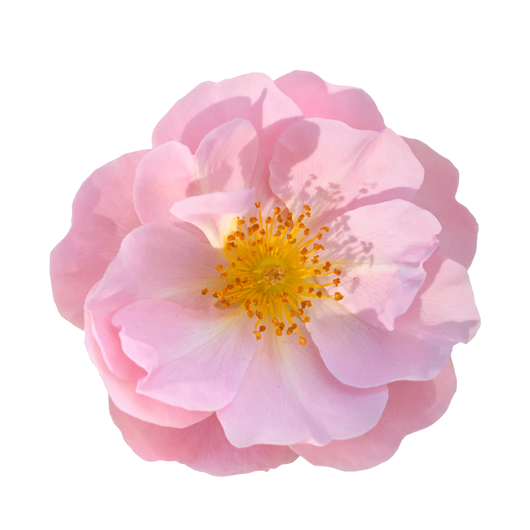 ピンクのバラの花,薔薇（01161）