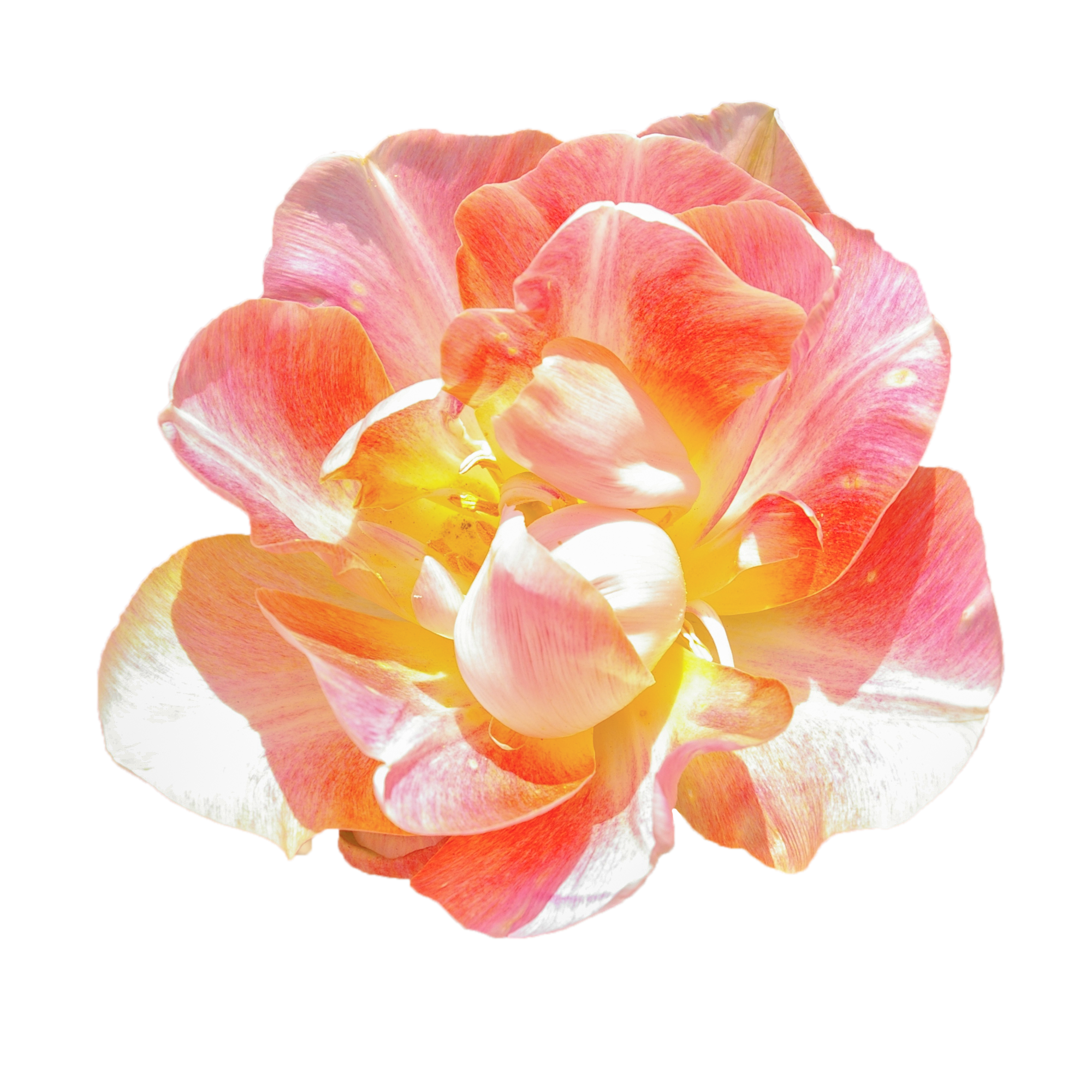 チューリップの花（01163）