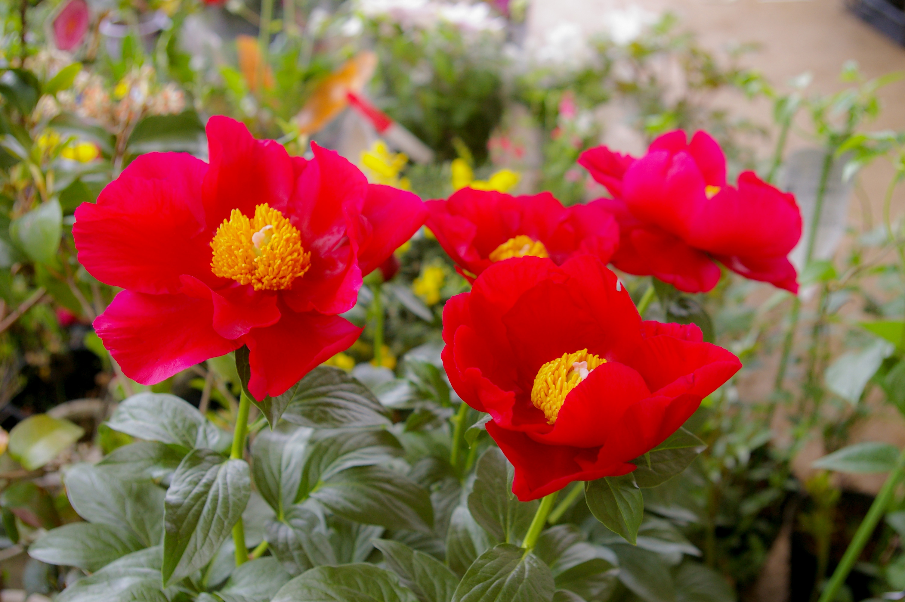 赤い芍薬(シャクヤク)の花（01166）