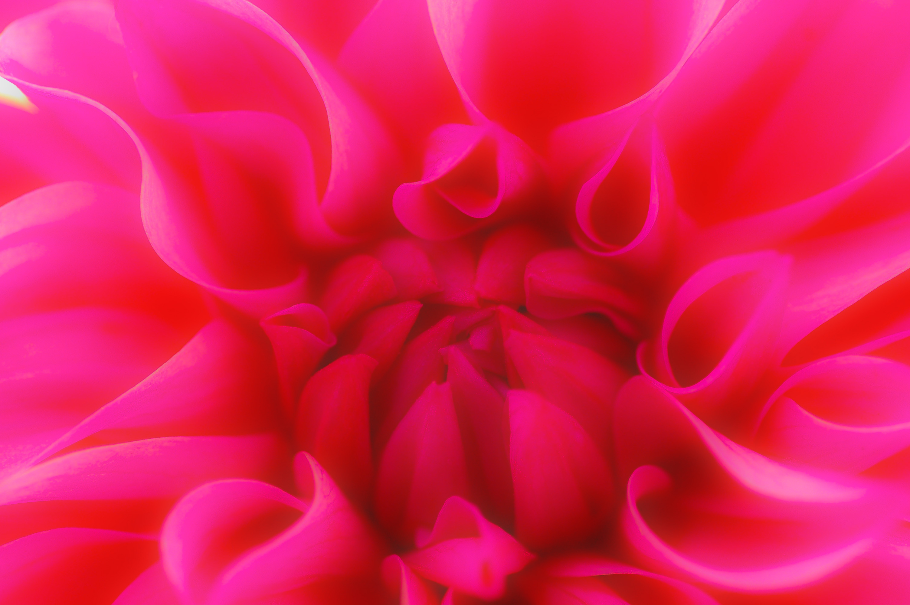 ピンク色のダリアの花の写真（01178）